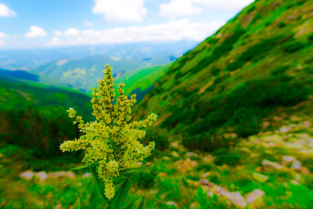 Paysage montagneux flou avec des plantes fraîches au premier plan
 - Photo, image