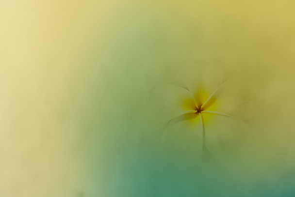 flower background - Photo, Image
