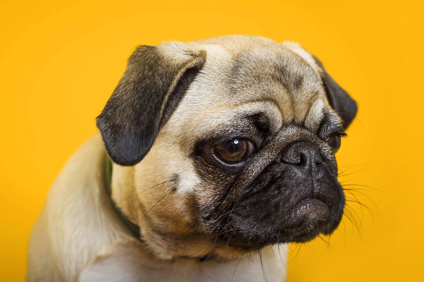 dog pug on a yellow background. little dog. dog's head. dog muzzle  - Фото, изображение
