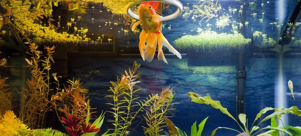 Díszes piros arany halat nassolás kacsa gyom a víz felszínén - Fotó, kép