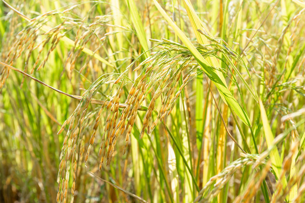 水稲のクローズ アップ植物、タイの農業の季節 - 写真・画像