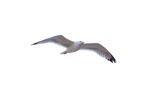 Common seagull isolated on white - Photo, Image