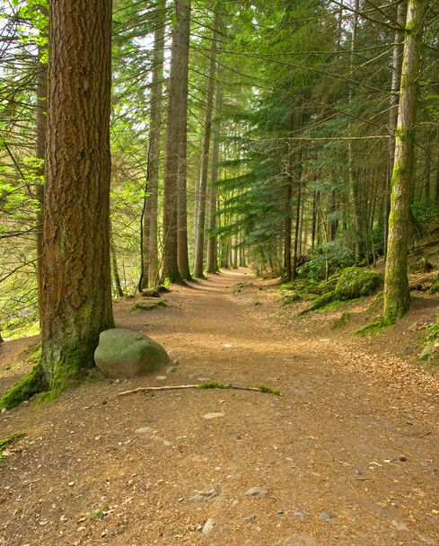 Pathway in the forest - Valokuva, kuva