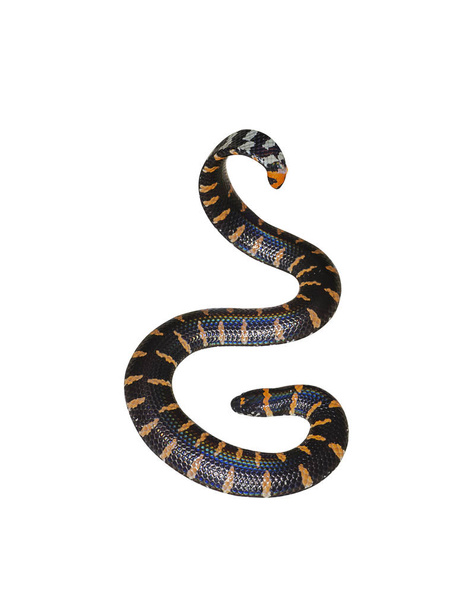 Snake Free Stock Photos, Images, and Pictures of Snake