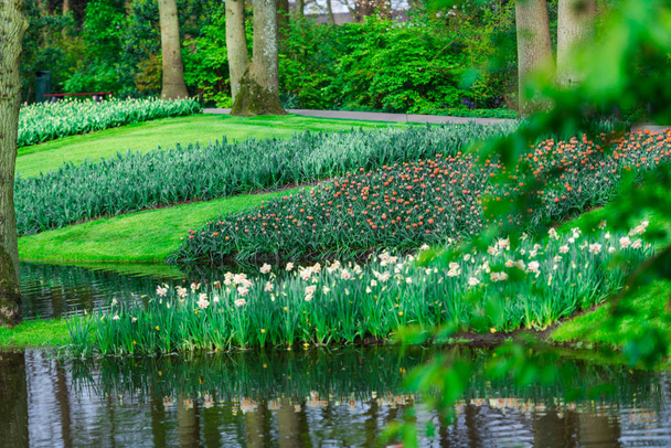 Jardín con lago, árboles y flores de tulipanes frescos en flor, Países Bajos
. - Foto, Imagen