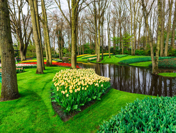 Κήπος με λίμνη, δέντρα και ανθισμένες τουλίπες λουλούδια, κάτω χώρες. - Φωτογραφία, εικόνα