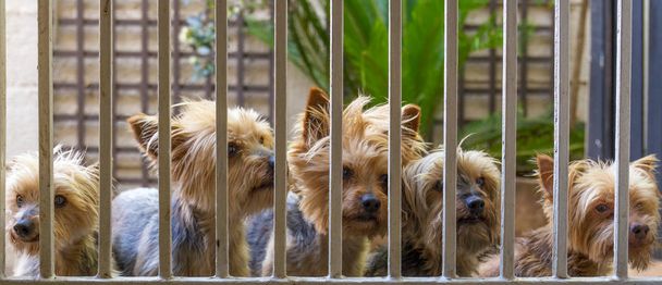 Honden staan buiten een beveiliging-gate op zoek in beeld met kopie ruimte in liggend formaat - Foto, afbeelding