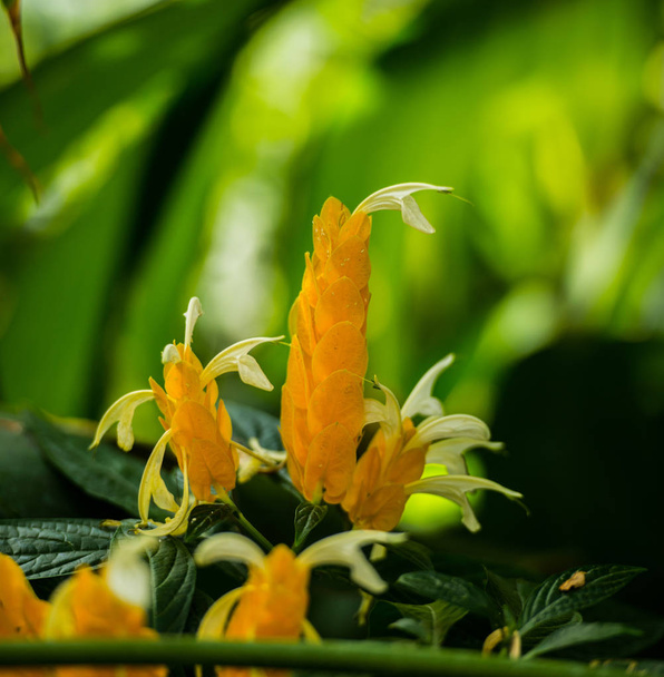 blossom beautiful orange flowers   - Fotografie, Obrázek