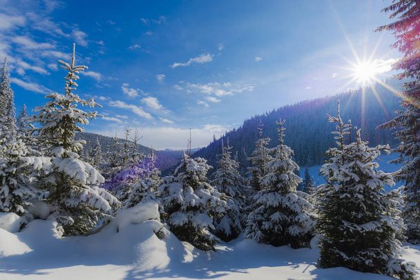 słoneczny dzień w górach, pokryte śniegiem drzew iglastych w lesie  - Zdjęcie, obraz