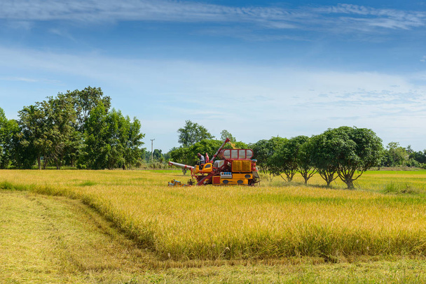 Combinar cosechadora Trabajar en el campo de arroz. La cosecha es el proceso de recolección de un cultivo maduro de los campos en Tailandia
 - Foto, Imagen