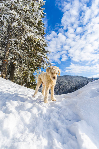 snowy forest with coniferous trees in mountains and poodle dog  - Valokuva, kuva