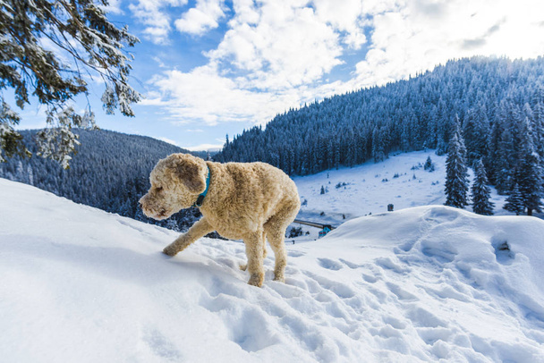snowy forest with coniferous trees in mountains and poodle dog  - Foto, afbeelding
