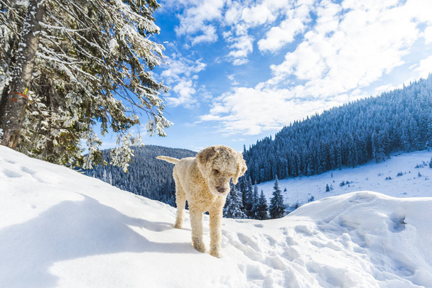 snowy forest with coniferous trees in mountains and poodle dog  - Valokuva, kuva