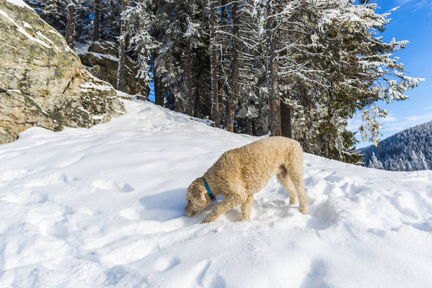 poodle dog sniffing snow in forest - Fotoğraf, Görsel