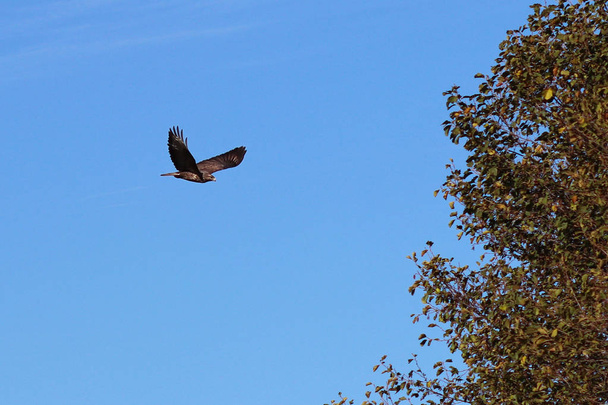 Orel s rozpětím křídel mouchy proti modré obloze poblíž stromu. Létající pták je symbolem svobody a nezávislosti. Lov dravých ptáků. Podzimní krajina. Sokolnictví šlechta - Fotografie, Obrázek