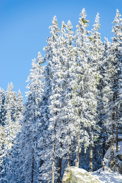 winter season, snow covered coniferous trees and sky  - Φωτογραφία, εικόνα
