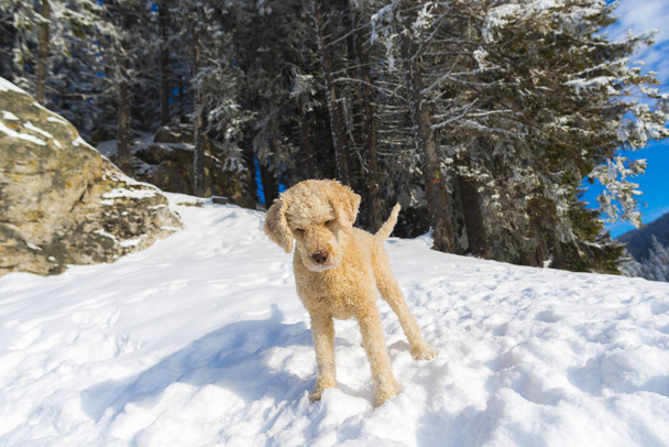 Shutter poodle puppy dog in snow covered mountains forest landscape  - 写真・画像