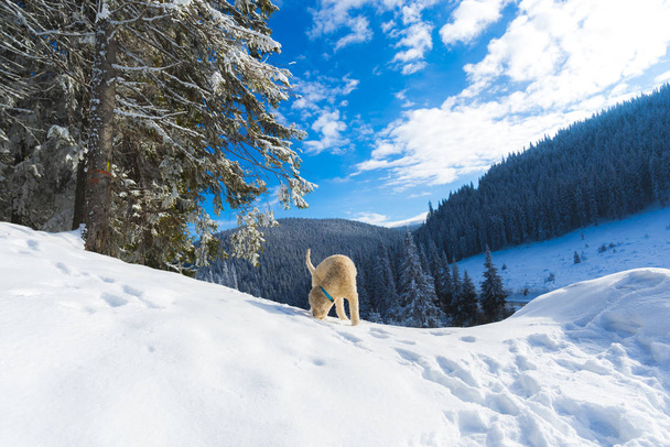 Shutter poodle puppy dog in snow covered mountains forest landscape  - Φωτογραφία, εικόνα