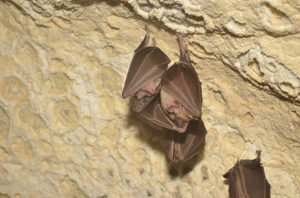 Morcego de ferradura mediterrânico. Eu tiro foto deste morcegos em uma das cavernas armênias
. - Foto, Imagem