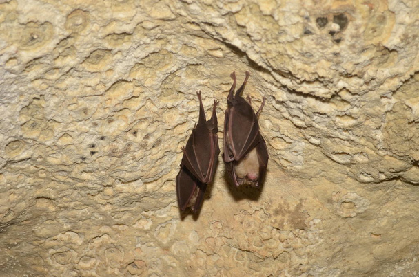 Mediterranean horseshoe bat. I take photo of this bats in one of Armenian caves. - Photo, Image