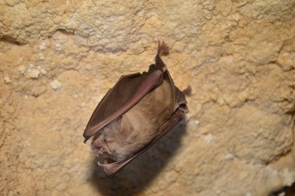 Μεσογειακή τρανορινόλοφος νυχτερίδα. Παίρνω φωτογραφία αυτό νυχτερίδες σε ένα Αρμενικό σπηλιές. - Φωτογραφία, εικόνα