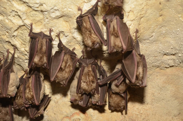 Μεσογειακή τρανορινόλοφος νυχτερίδα. Παίρνω φωτογραφία αυτό νυχτερίδες σε ένα Αρμενικό σπηλιές. - Φωτογραφία, εικόνα