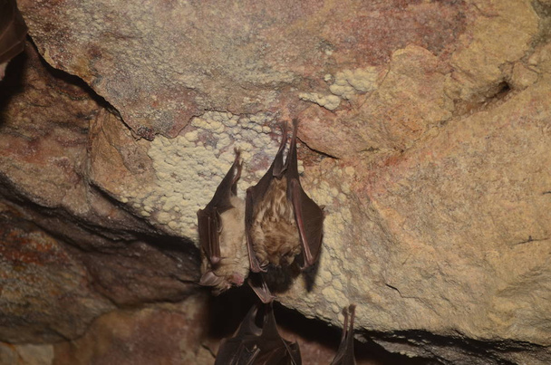 Murciélago mediterráneo de herradura. Tomo una foto de estos murciélagos en una de las cuevas armenias
. - Foto, Imagen