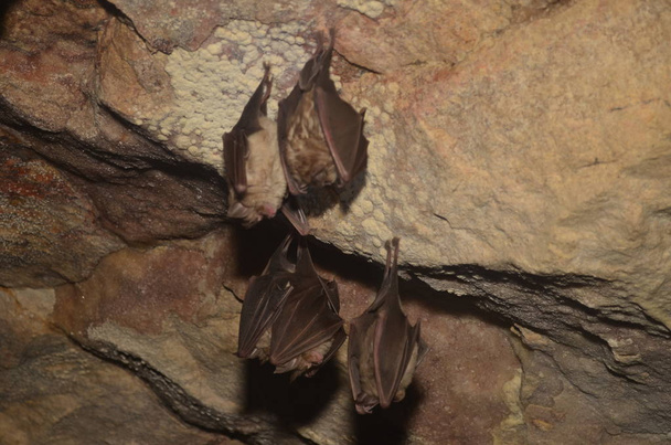 Mediterranean horseshoe bat. I take photo of this bats in one of Armenian caves. - Photo, Image