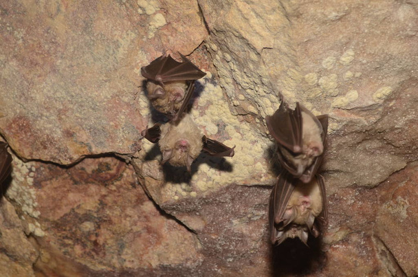 Підковик Південний. Я беру фото цього кажанів в одному Вірменський печер. - Фото, зображення