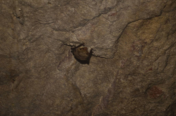 Mediterranean horseshoe bat.  I take photo of this bats in one of Armenian caves. - Photo, Image