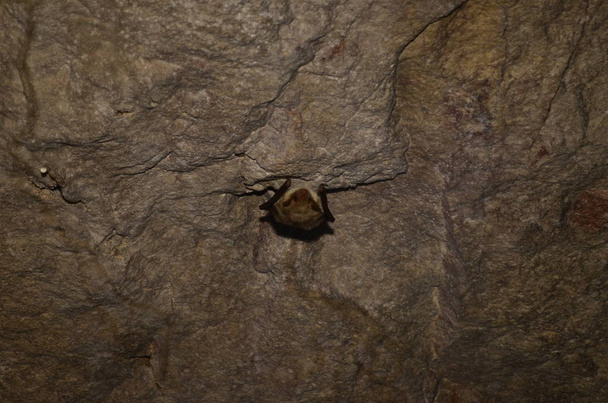 Morcego de ferradura mediterrânico. Eu tiro foto deste morcegos em uma das cavernas armênias
. - Foto, Imagem