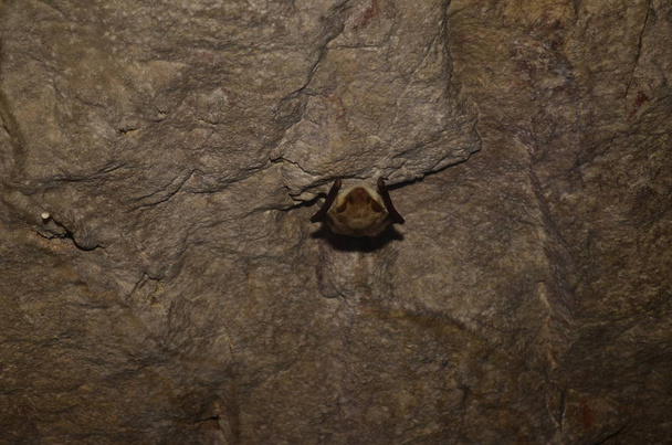 Podkowiec śródziemnomorskiej. Mogę zrobić zdjęcie tego nietoperzy w jednej z jaskiń armeński. - Zdjęcie, obraz