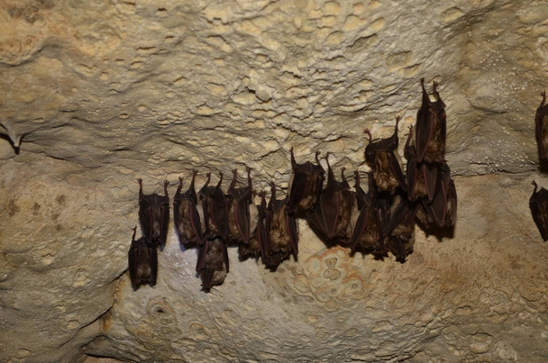 mediterrane Hufeisennase. ich fotografiere diese fledermäuse in einer der armenischen höhlen. - Foto, Bild