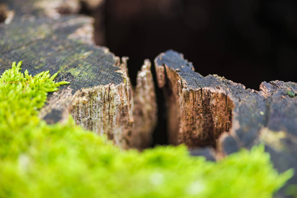 Cropped view of old stump of sawed tree with moss in early spring forest - Photo, image