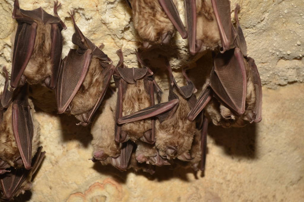 Murciélago mediterráneo de herradura. Tomo una foto de estos murciélagos en una de las cuevas armenias
. - Foto, Imagen
