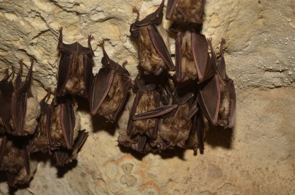 Mediterranean horseshoe bat.  I take photo of this bats in one of Armenian caves. - Photo, Image