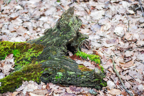 Old stump of sawed tree with moss in early spring forest - Foto, afbeelding