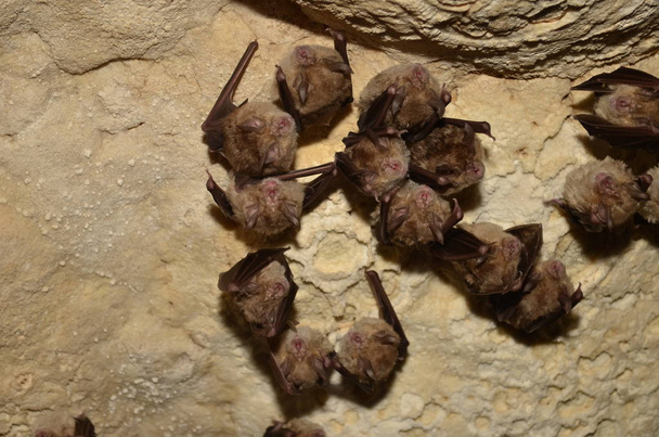 Підковик Південний. Я беру фото цього кажанів в одному Вірменський печер. - Фото, зображення