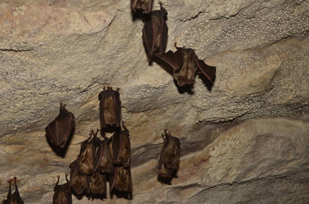 地中海キクガシラコウモリ。アルメニアの洞窟のいずれかでこのコウモリの写真を取る. - 写真・画像
