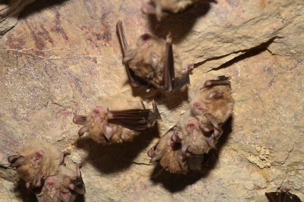 Pipistrello a ferro di cavallo mediterraneo. Scatto foto di questo pipistrello in una delle grotte armene
. - Foto, immagini