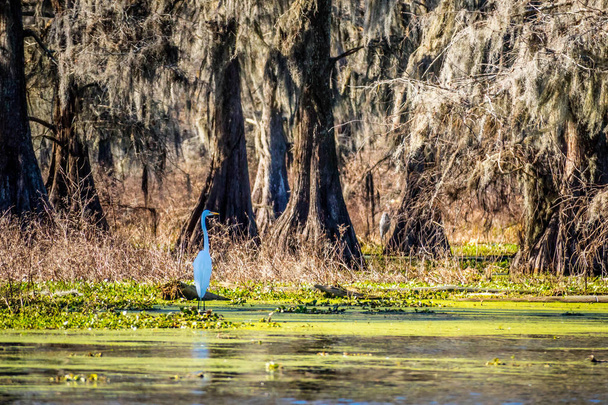 Uma Grande Egret Branca em Abbeville, Louisiana
 - Foto, Imagem