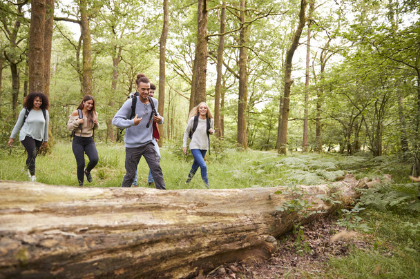 Multiethnic group of five young adult friends walking in a forest during a hike - Fotografie, Obrázek