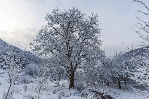 Snowy forest, trees with snow landscape. - Fotó, kép