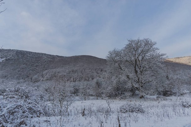 Snowy forest, trees with snow landscape. - Fotó, kép