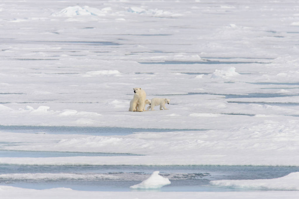 母シロクマ (ホッキョクグマ) とツイン カブス スバールバル北極ノルウェー北のパック氷の上 - 写真・画像