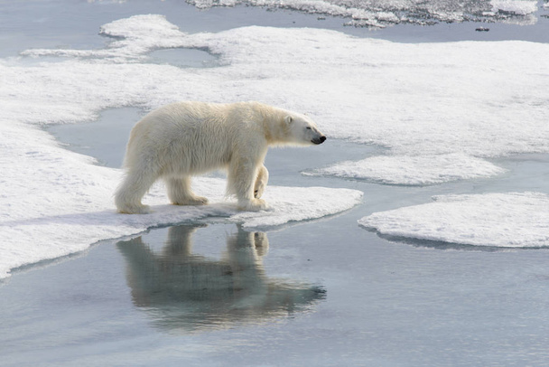 Oso polar (Ursus maritimus) en el paquete de hielo al norte de la isla de Spitsbergen, Svalbard, Noruega, Escandinavia, Europa
 - Foto, Imagen