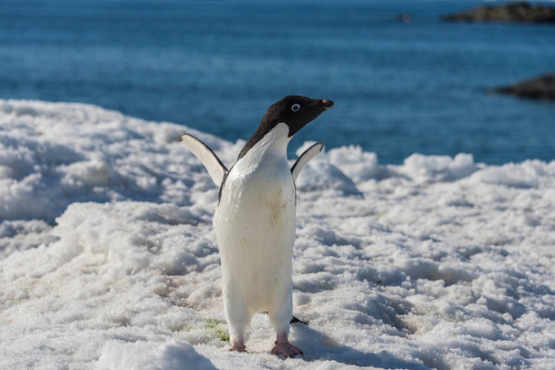 Doğa kral penguen - Fotoğraf, Görsel