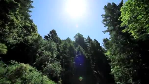 Point-of-view rijden tussen giant redwood bomen - Video