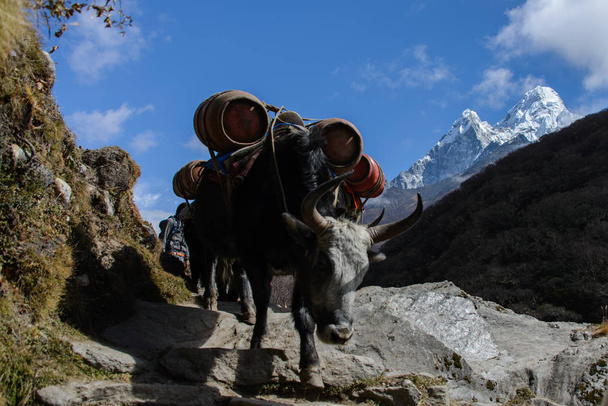 βουνό yak στο Νεπάλ - Φωτογραφία, εικόνα