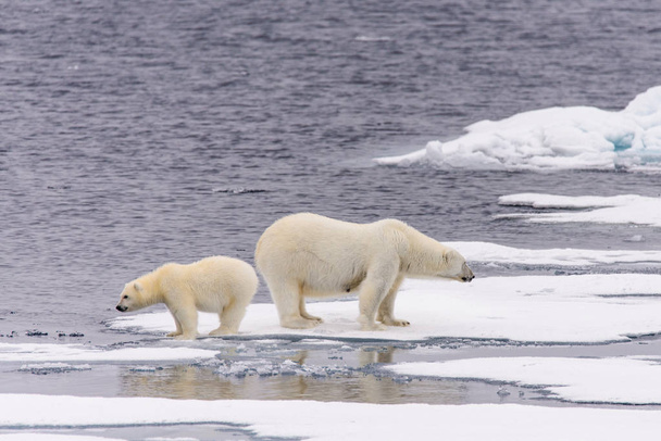 Lední medvěd (Ursus maritimus) matka a mládě na ledě pack, severně od polárního Norsko Špicberky - Fotografie, Obrázek